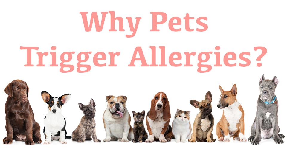 Why Pets Trigger Allergies? Factory Direct Filters