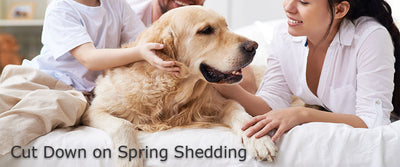 Cut Down on Pet Shedding